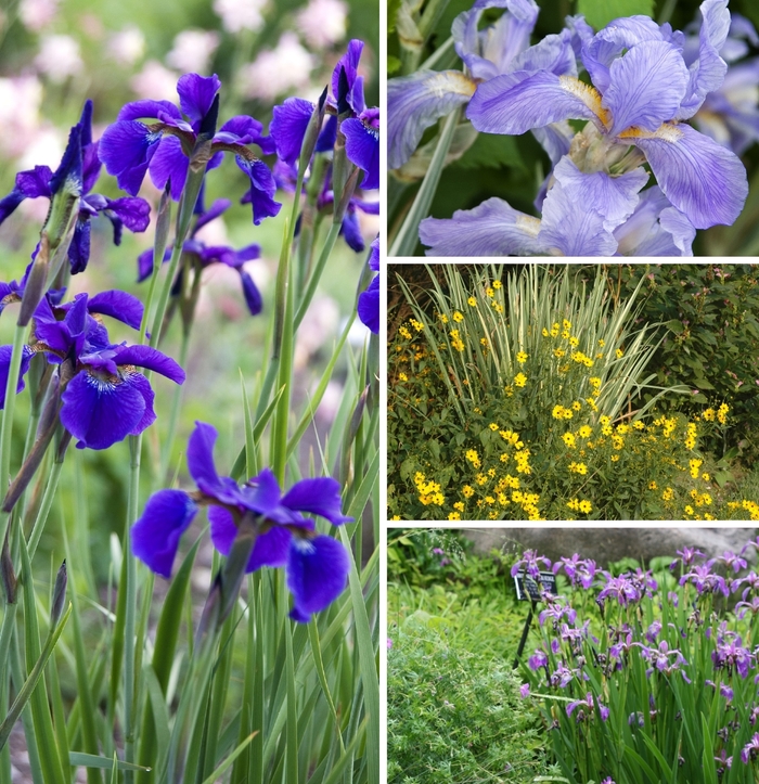 Iris - Iris Multiple Varieties