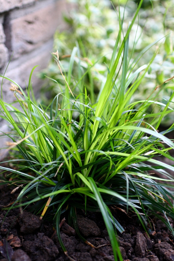 EverColor® - Carex oshimensis 'Everdi'