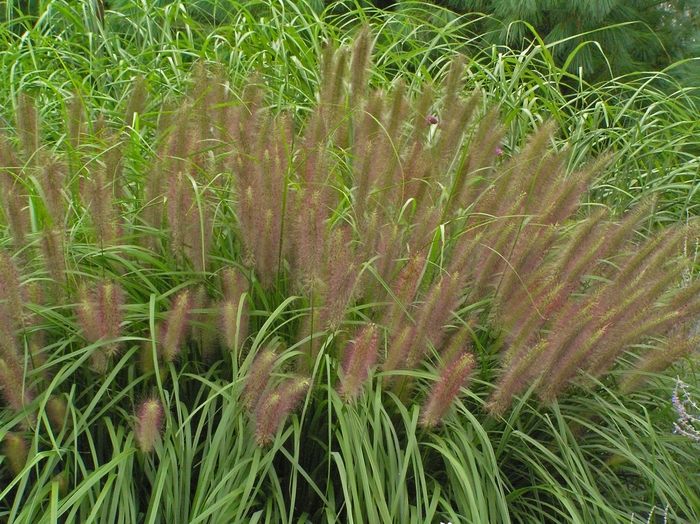 Red Head Fountain Grass - Pennisetum alopecuroides 'Red Head'