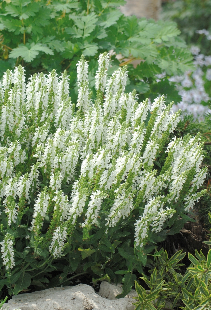 Lyrical™ Meadow Sage - Salvia nemorosa 'White'