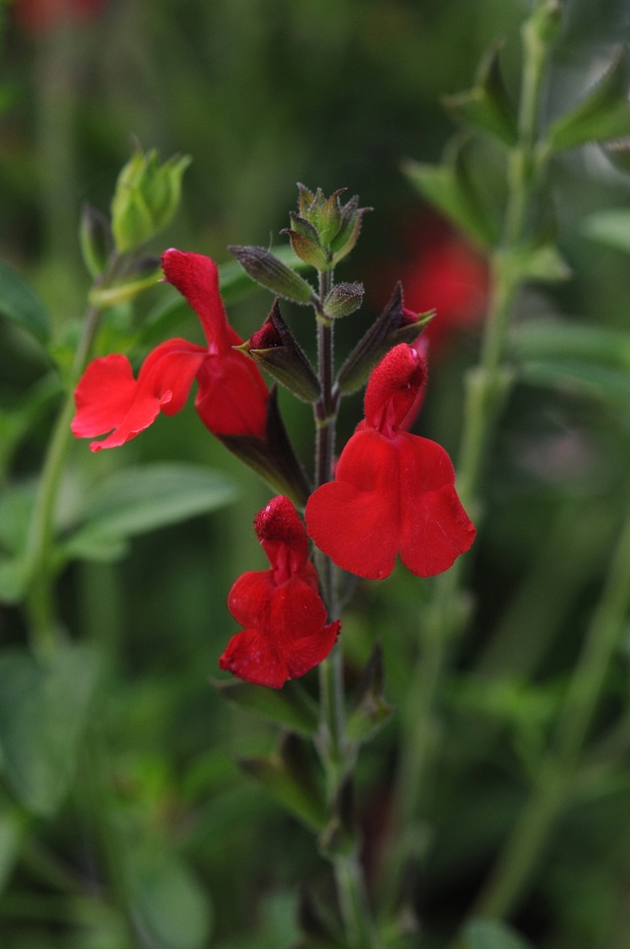Autumn Sage - Salvia greggii 'Radio Red'