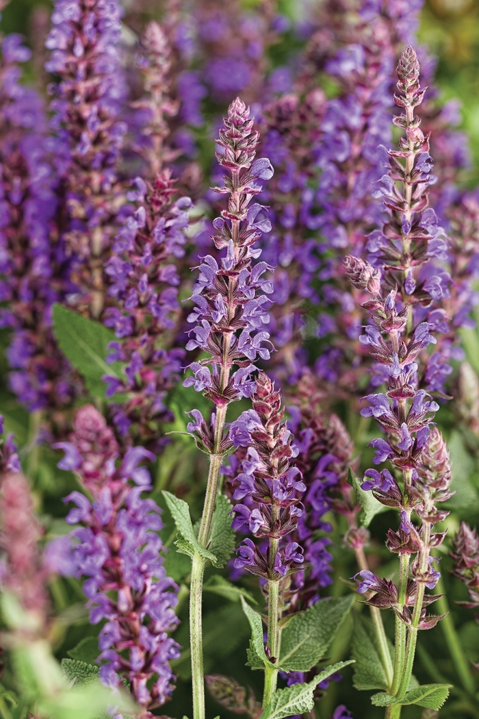 Salvia Color Spires™ - Salvia nemerosa 'Violet Riot'