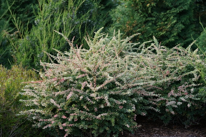 'Sunjoy Sequins®' Barberry - Berberis thunbergii