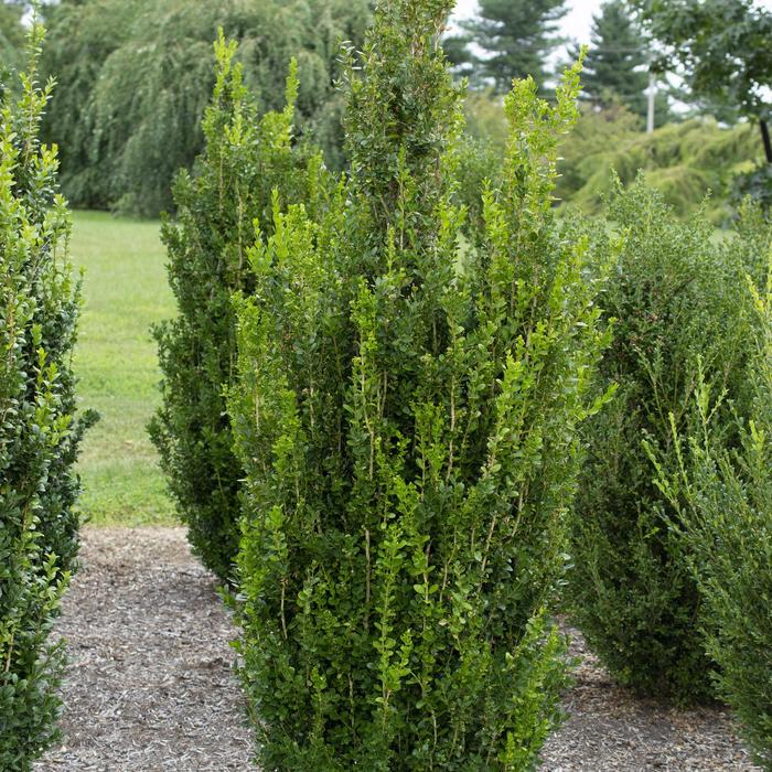 'Highlander' Boxwood - Buxus x 'Highlander'