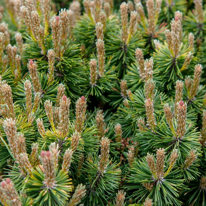 Dwarf Mountain Pine - Pinus mugo var. pumilio