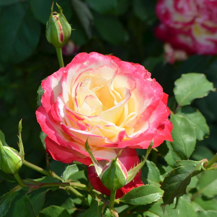 Double Delight Hybrid Tea Rose - Rosa 'Andeli'