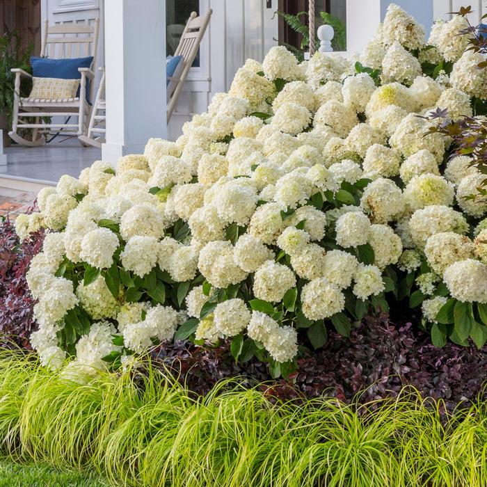 White Wedding® Hydrangea - Hydrangea paniculata