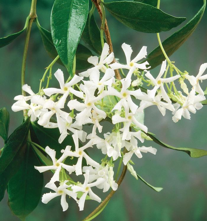 Asian Jasmine - Trachelospermum asiatcium