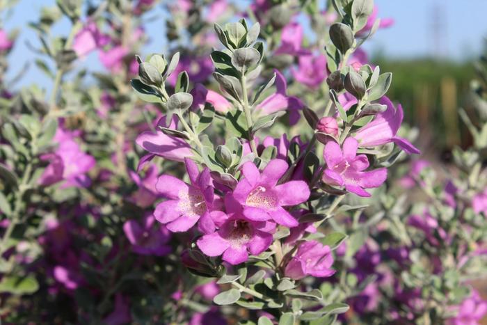 'San Antonio Rose' Texas Ranger - Leucophyllum frutescens