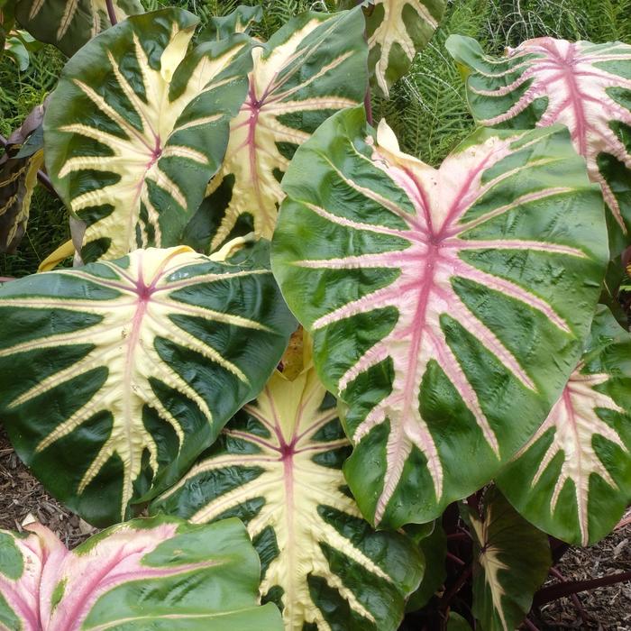 Royal Hawaiian® Waikiki - Colocasia esculenta PPAF