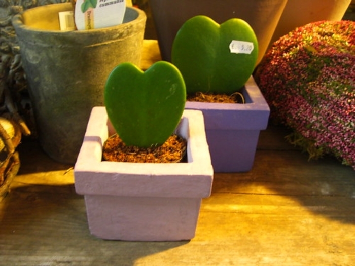 Hoya - Wax Plant - Multiple Varieties
