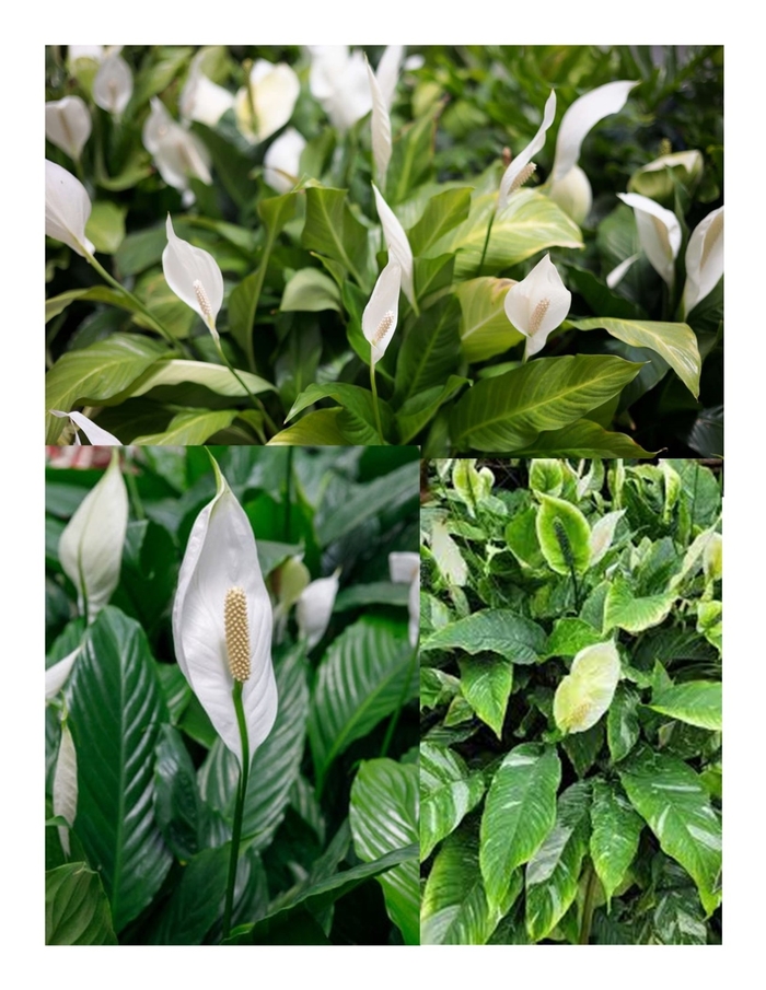Peace Lily - Spathiphyllum - Multiple Varieties