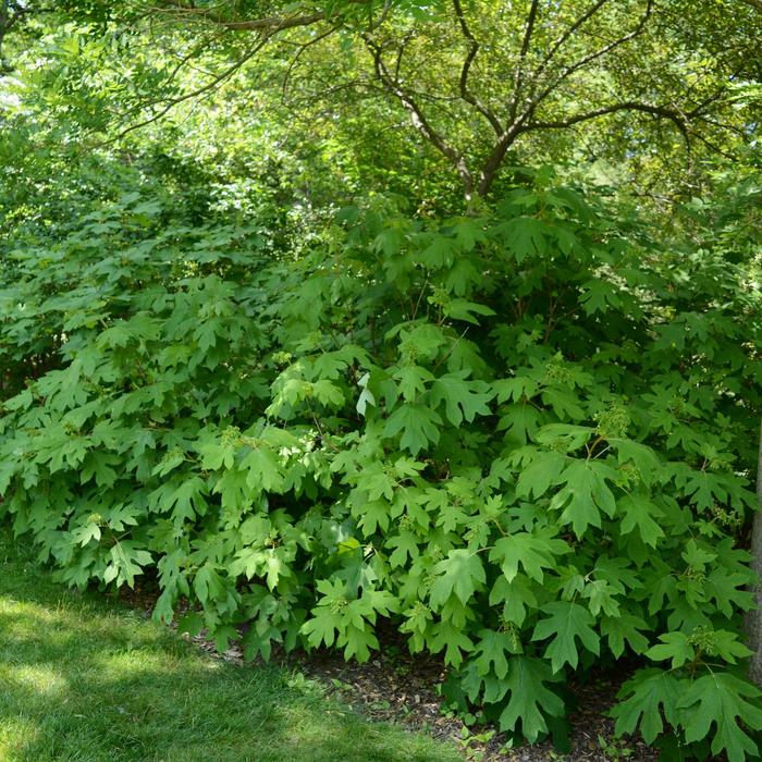 Oakleaf Hydrangea - Hydrangea quercifolia