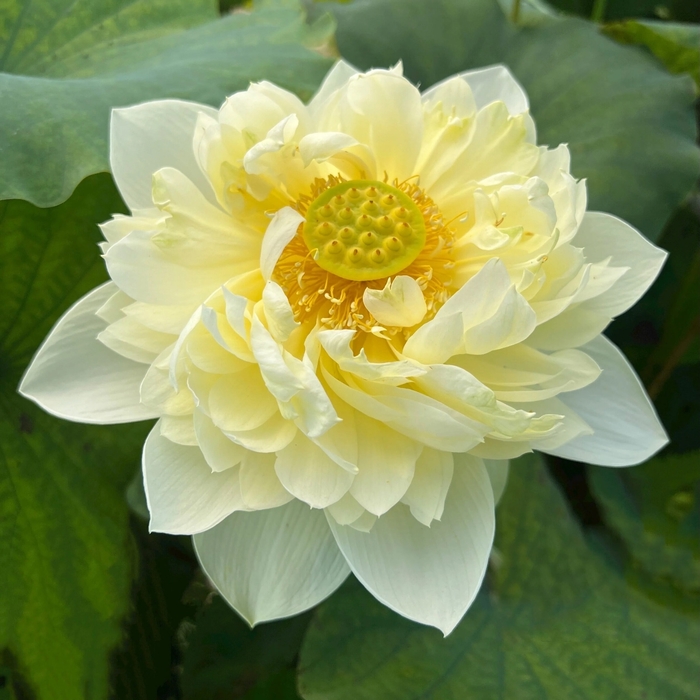 Yellow Peony Lotus - Nelumbo 'Yellow Peony'