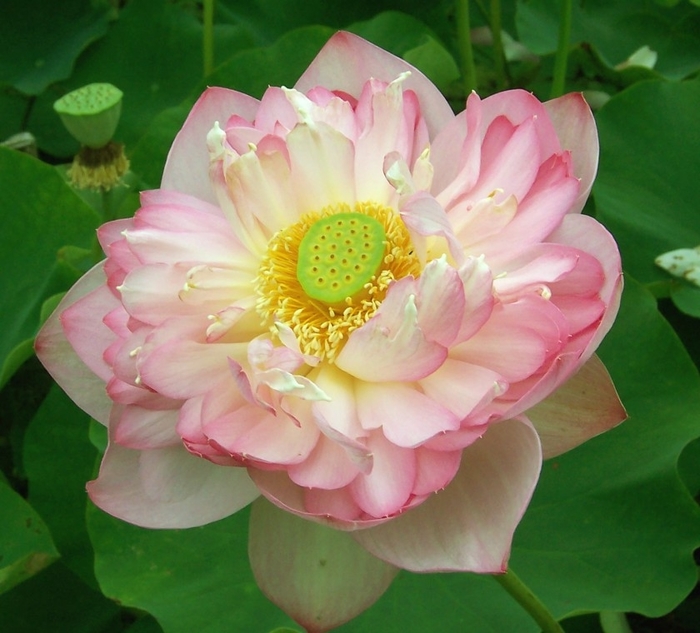 Lotus - Roseum Plenum - Nelumbo nucifera 'Roseum Plenum'