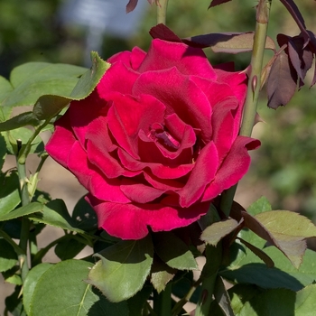 Rosa 'Mister Lincoln' (Hybrid Tea Rose)