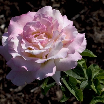 Rosa 'Peace' (Rose)