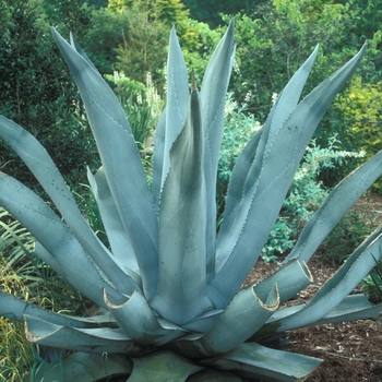 Agave 'Silver Surfer'