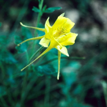 Aquilegia chrysantha var. hinckleyana