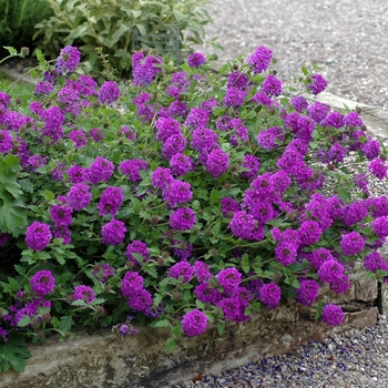 Verbena hybrid 'Homestead Purple'