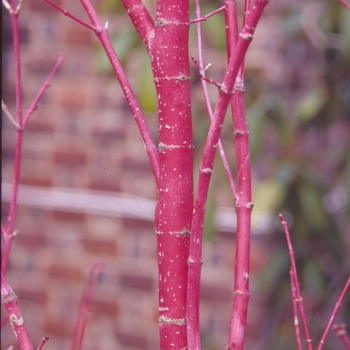 Acer palmatum 'Sango Kaku'