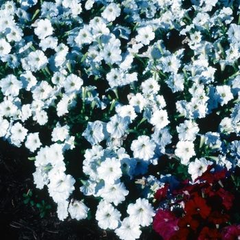 Petunia hybrida 'Carpet White'