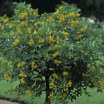 Cassia corymbosa