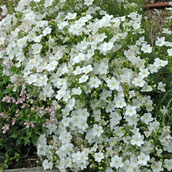 Nierembergia 'White Robe'