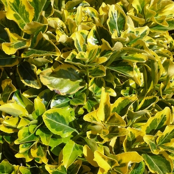 Euonymus japonicus 'Microphylla'