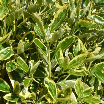 Euonymus japonicus 'Silver Queen'