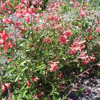 Salvia greggii 'Red'