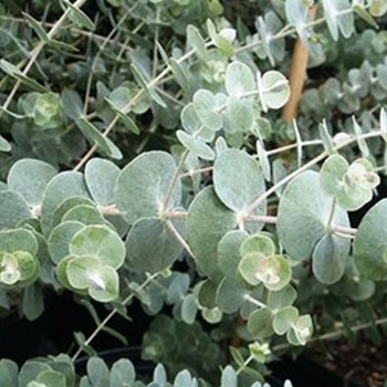 Eucalyptus pulverulenta 'Baby Blue Culinary Couture™'