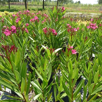 Nerium oleander 'Calypso'