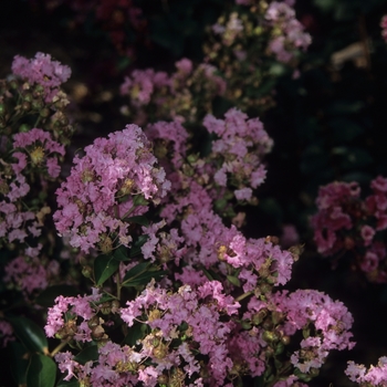 Lagerstroemia indica 'Shell Pink'