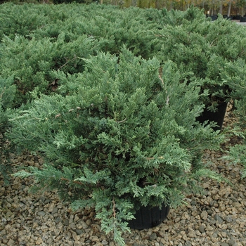Juniperus davurica 'Expansa' ('Parsonii')