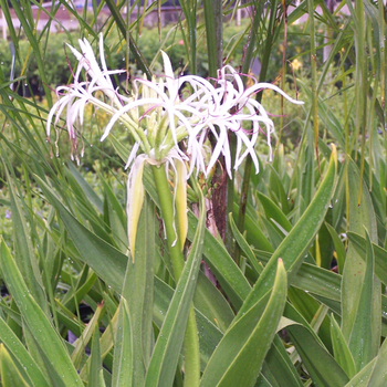 Crinum amabile 'Giant Spider Lily'