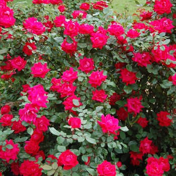 Rosa 'Knock Out Red'