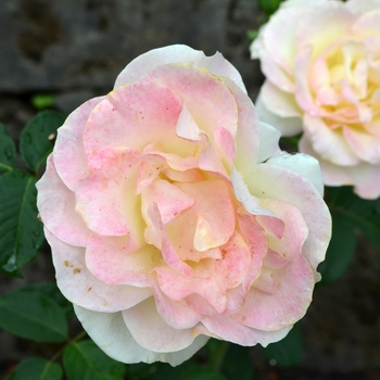 Rosa 'AROyqueli' PP05177 (Rose)