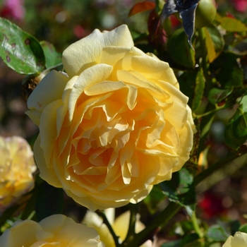 Rosa 'WEKvossutono' PP18473 (Rose)