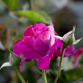 Rosa floribunda 'Intrigue'