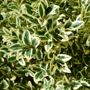 Buxus sempervirens 'Aureomarginata'