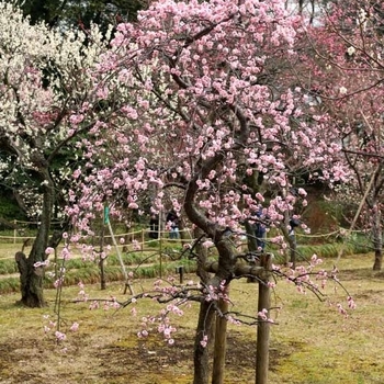 Prunus salicina 'Santa Rosa'