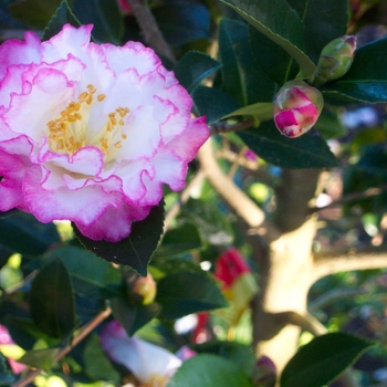Camellia sasanqua 'Inspiration™'