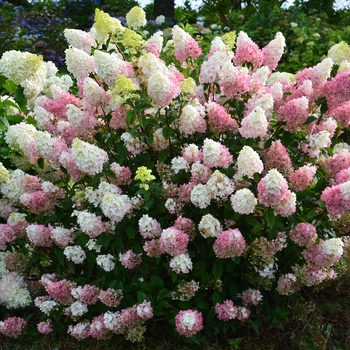 Hydrangea paniculata 'Rensu'