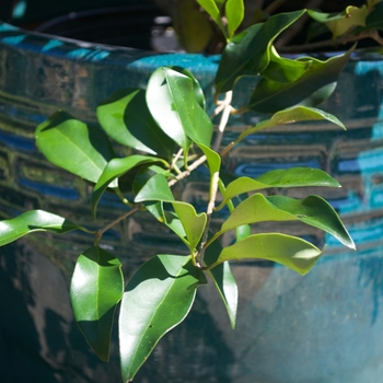 Ligustrum japonicus 'Recurvifolium'