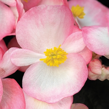 Begonia semperflorens ' Bada Boom Rose Bicolor'
