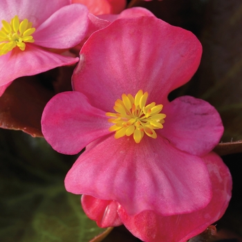 Begonia semperflorens ' Bada Boom Rose'