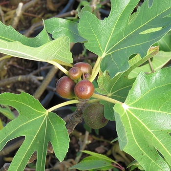 Ficus carica 'Little Miss Figgy'