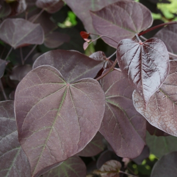 Cercis canadensis 'Burgundy Hearts'