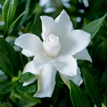 Gardenia jasminoides 'Celestial Star'
